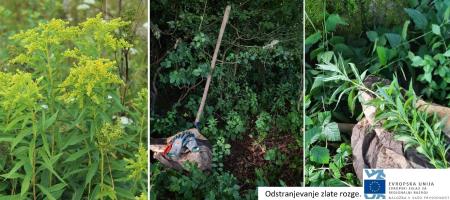 Odstranjevanje invazivk